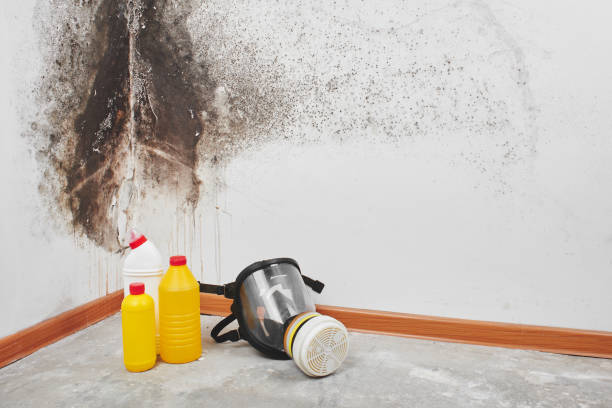  Guilford Center, CT Mold Removal Pros