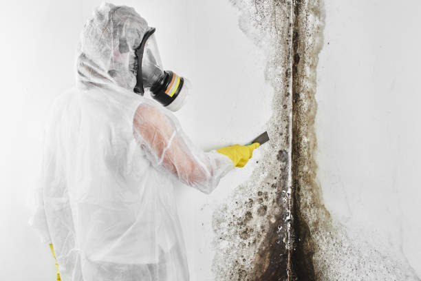 Best Black Mold Remediation in Guilford Center, CT