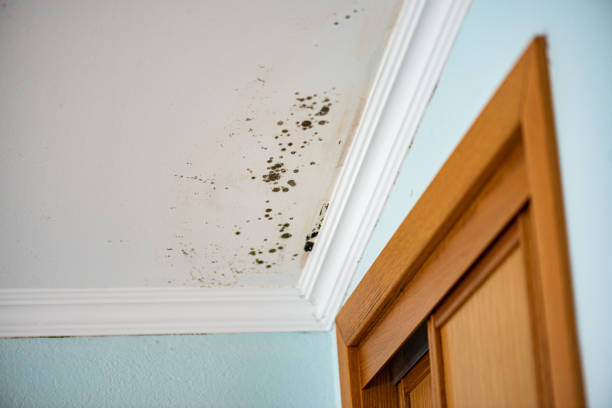 Best Residential Mold Remediation in Guilford Center, CT