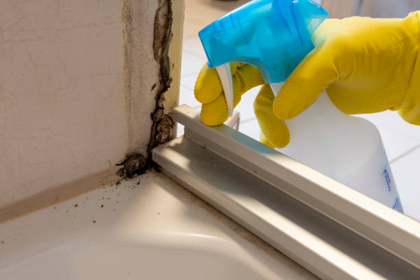 Best Residential Mold Remediation in Guilford Center, CT