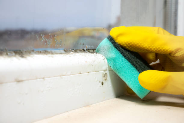 Best Commercial Mold Remediation in Guilford Center, CT