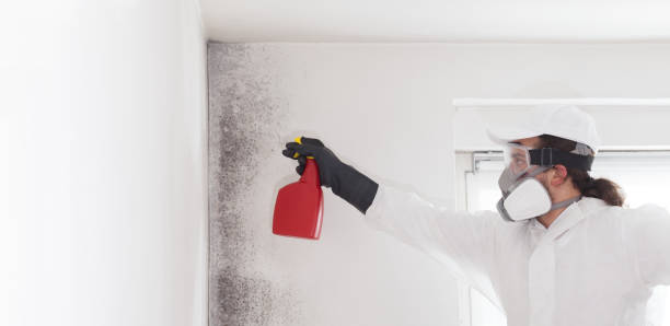 Best Kitchen Mold Remediation in Guilford Center, CT