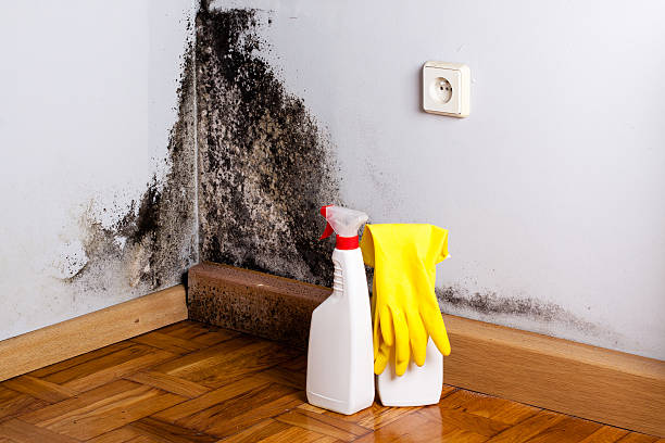 Best Basement Mold Remediation in Guilford Center, CT